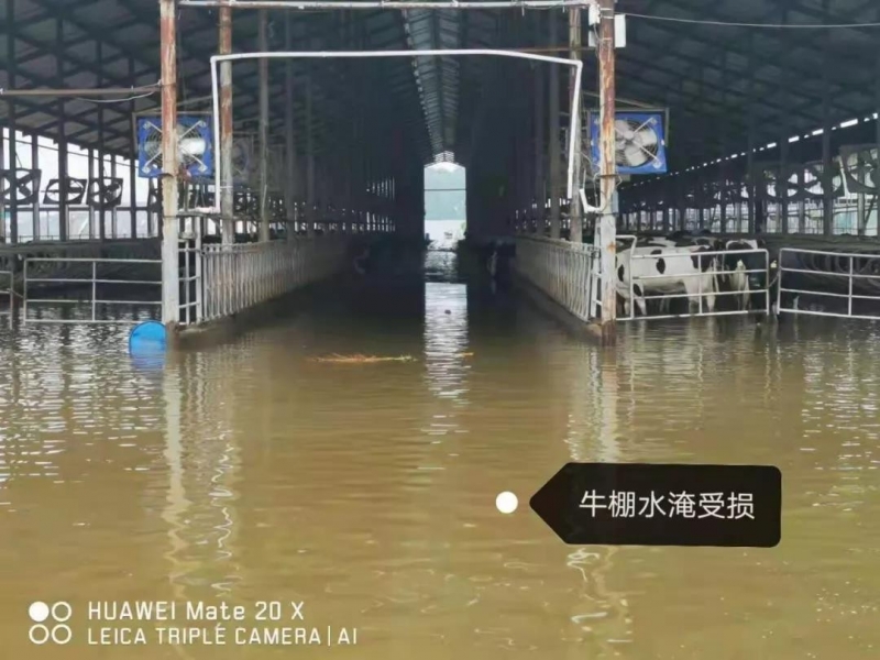 【乳報(bào)·聚焦】“豫”難而上的中原牛人“太中了”！